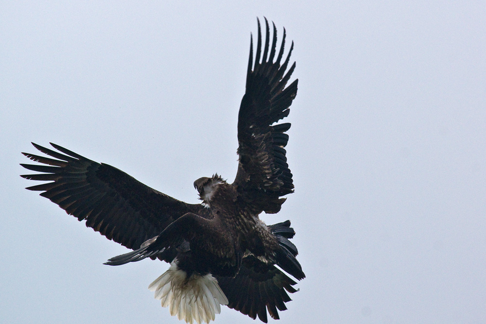 Click to see a larger image. Adult and Juvenile Bald Eagles playing